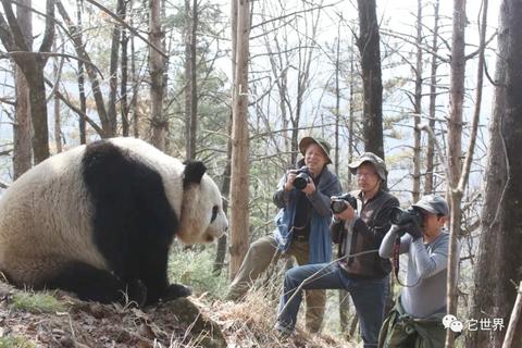 Xi Yue, A Legend of Qinling Mountain – My Panda Tours
