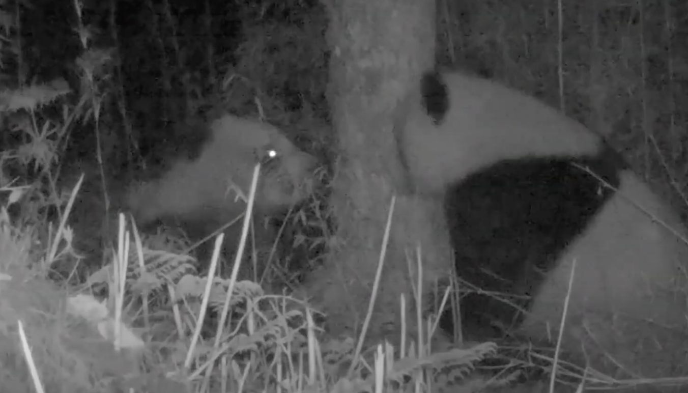 Have you seen the giant pandas kiss? So sweet!