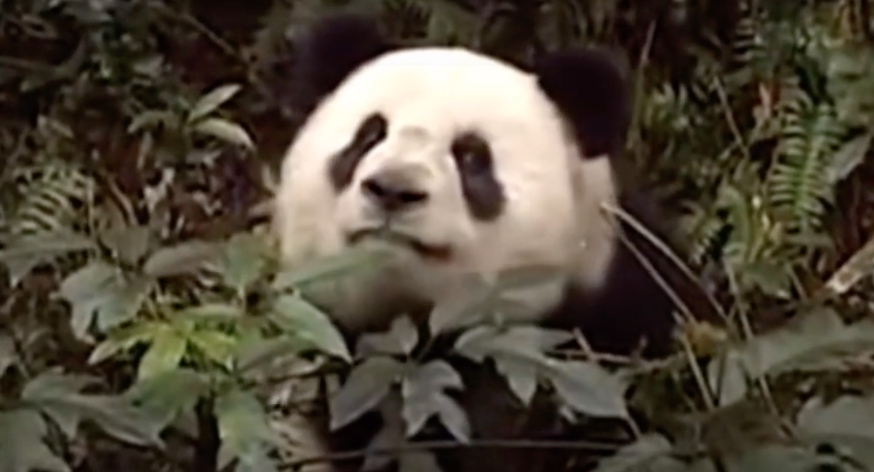 Villagers Helped A Wild Panda Return Home