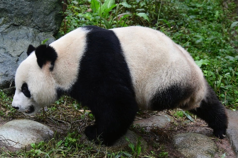 Dai Li, A Strong Giant Panda With Three Legs