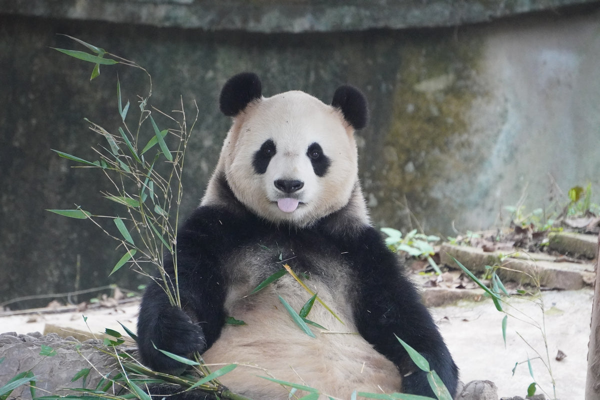 Endangered Animal Red Panda Sanctuary Perfume 1-Day Tour For Panda