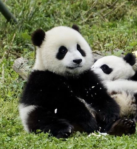 Press – My Panda Tours