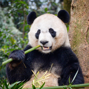 Panda QA