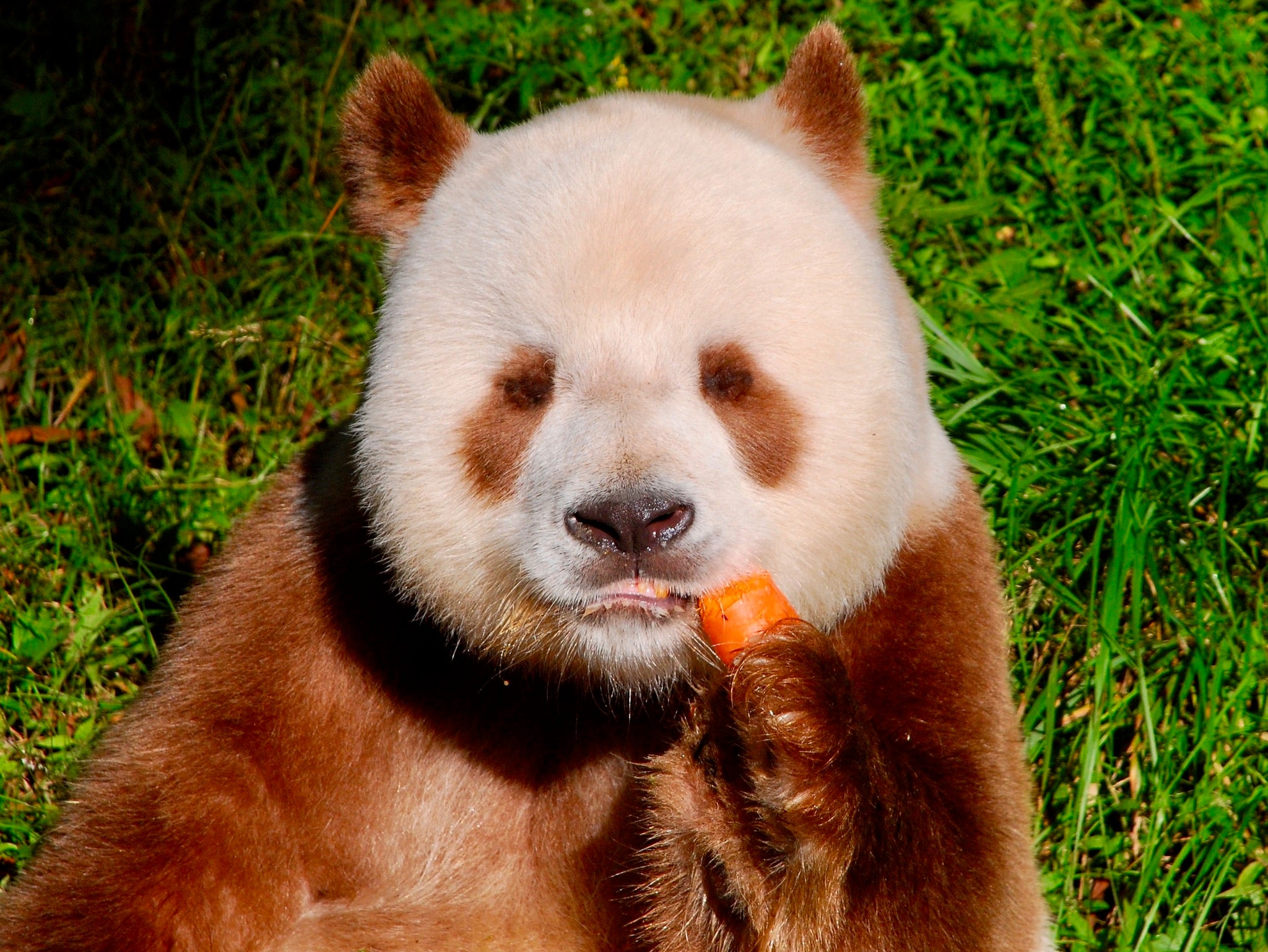 Review: Visiting the Brown Panda Qi Zai