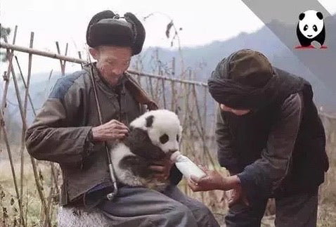 おじいさんが哺乳瓶でパンダのピンピンを救出