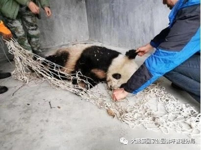 野生のジャイアント パンダ Tang Tang が救出されました。