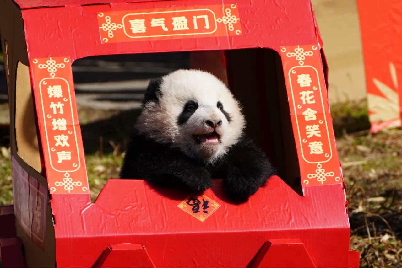 The Debut of 2020 Newborn Panda Cubs