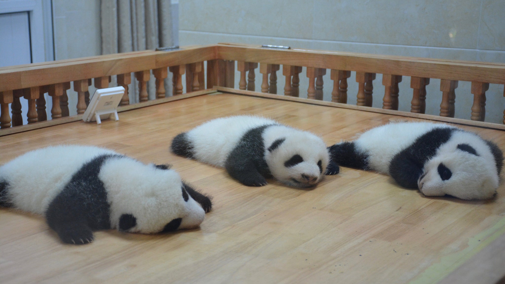 Guideline of the Panda Base in Sichuan