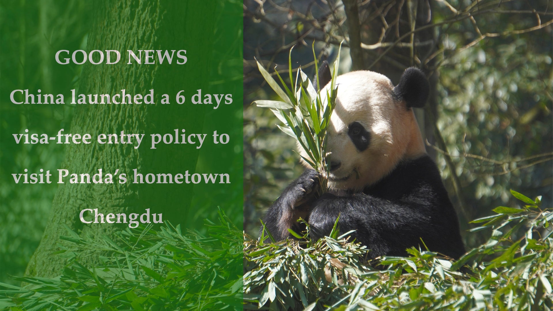 良いニュース!!!中国は、パンダの故郷である成都を訪問するための6日間のビザなし入国ポリシーを開始しました