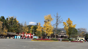 Day Tour to Qingcheng Mountain and Dujiangyan Irrigation System