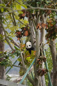 5-day Panda and Jiuzhaigou Tour