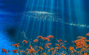 Chengdu to Jiuzhaigou Scenic Area Huanglong Classic 4-day Tour with Experienced Local Driver Tickets Hotels