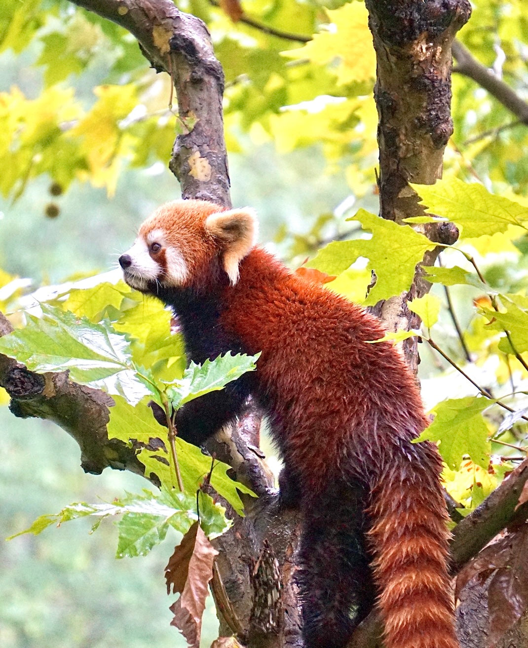 Private Day Tour to Dujiangyan Panda Base and Irrigation System