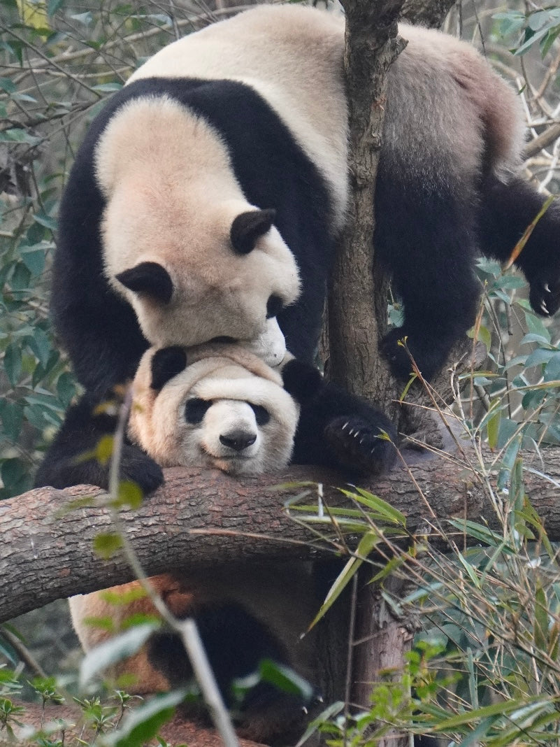 Half-day Chengdu Panda Base Tour