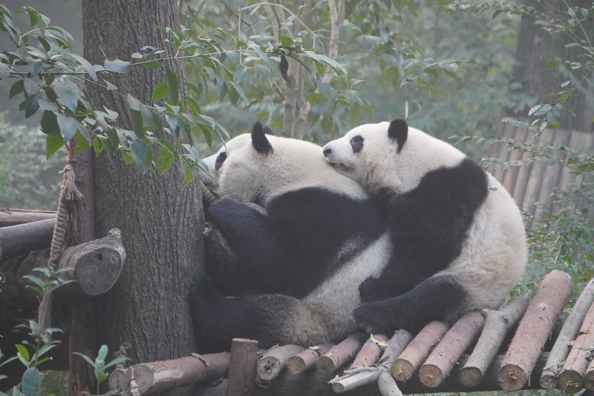 16-day XiangTian Panda Tour