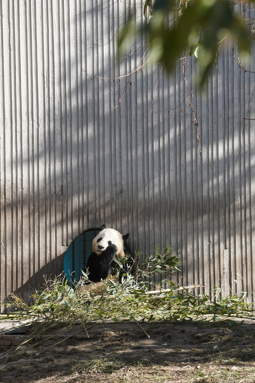 臥龍パンダ基地での1日パンダボランティア