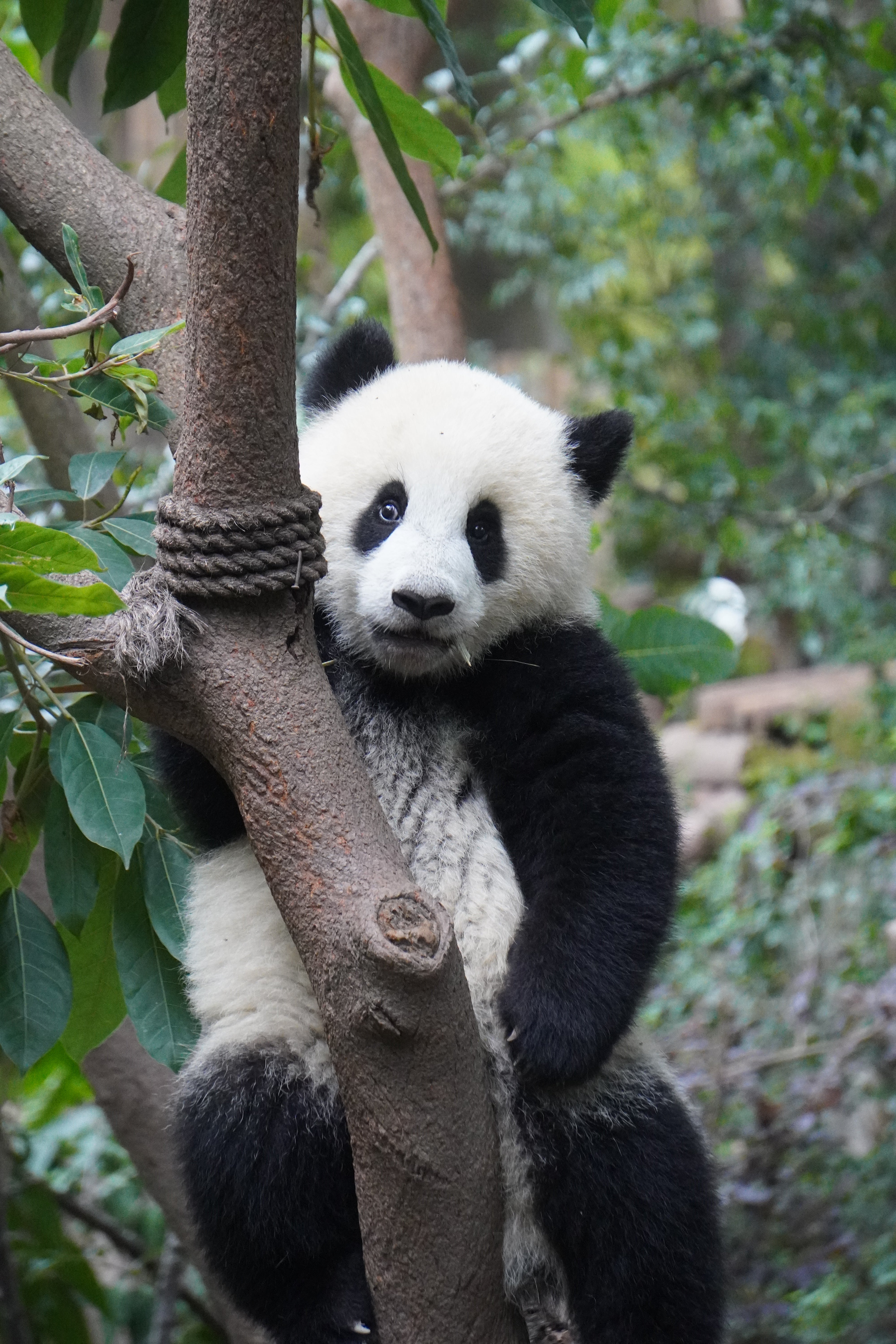 5-day Panda and Jiuzhaigou Tour