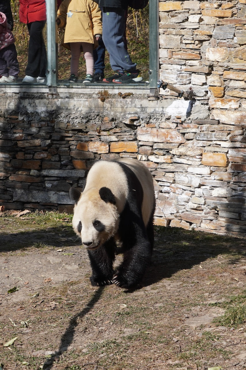 Wolong Panda Base Private Day Tour Volunteering