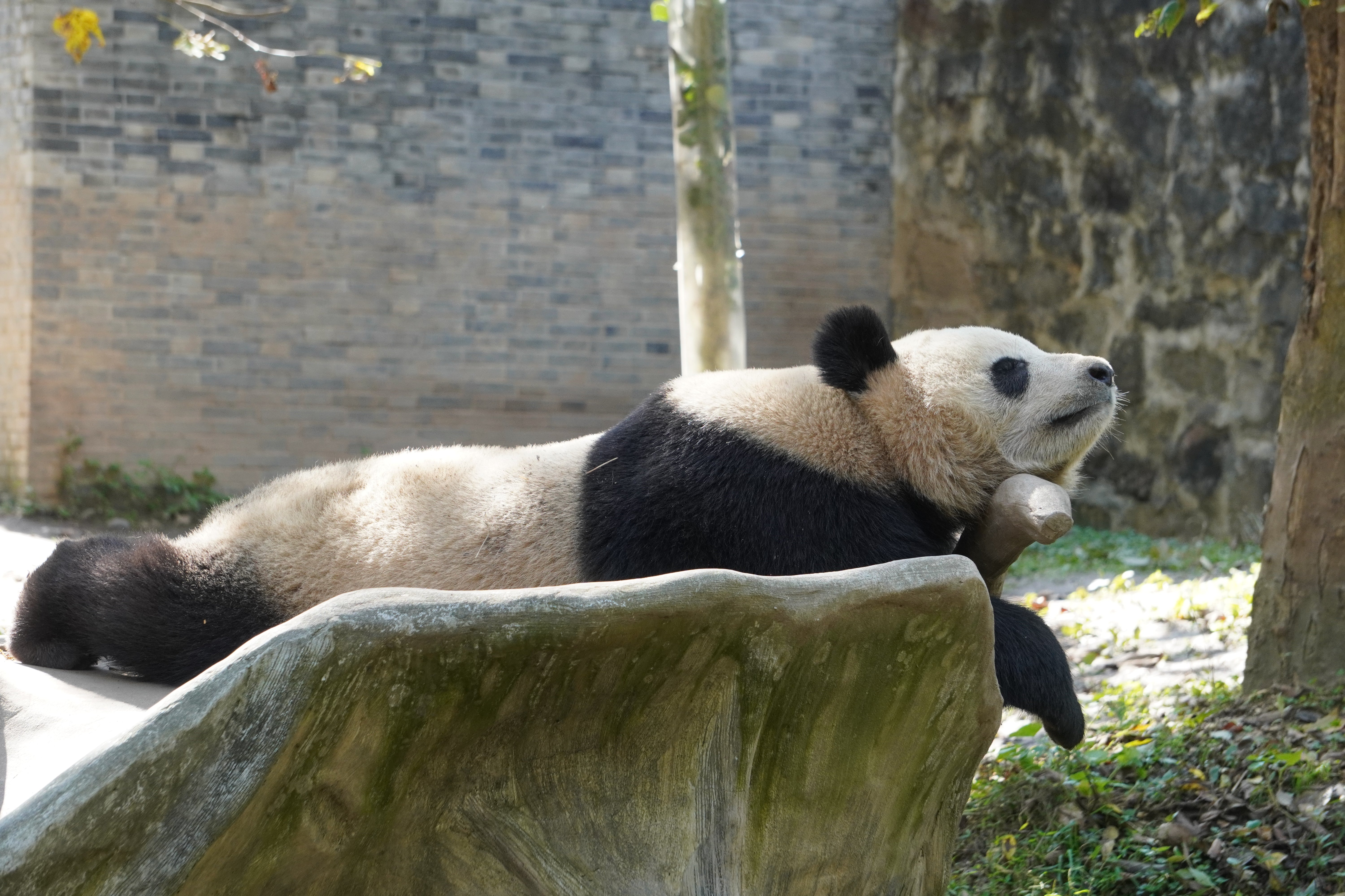 Private Day Tour to Dujiangyan Panda Base and Irrigation System