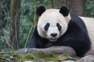 16-day XiangTian Panda Tour