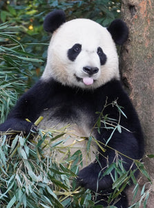 16-day XiangTian Panda Tour