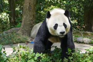 3-Day Panda Volunteer in Dujiangyan/Ya'an/Wolong