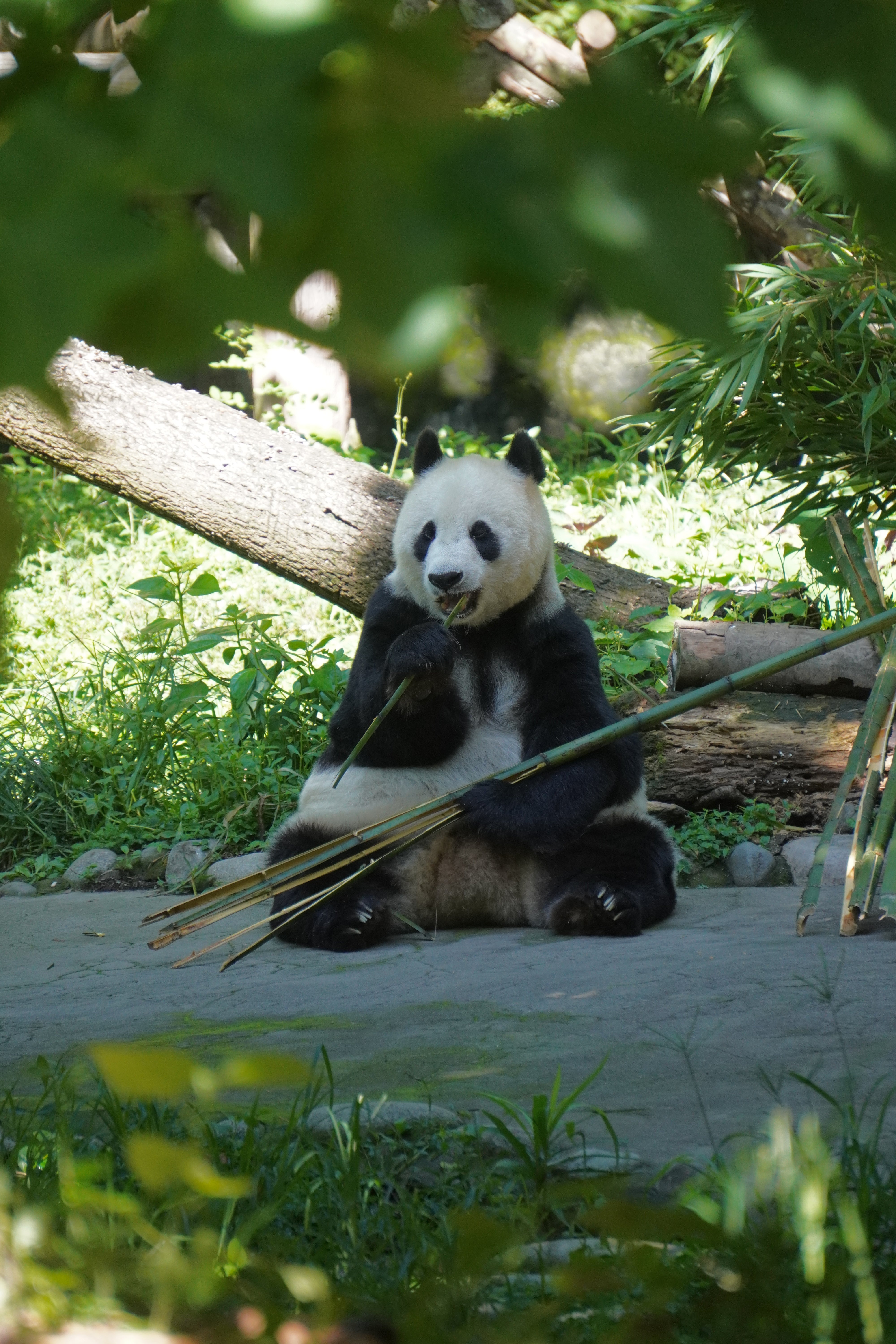 Private Day Tour to Dujiangyan Panda Base and Irrigation System