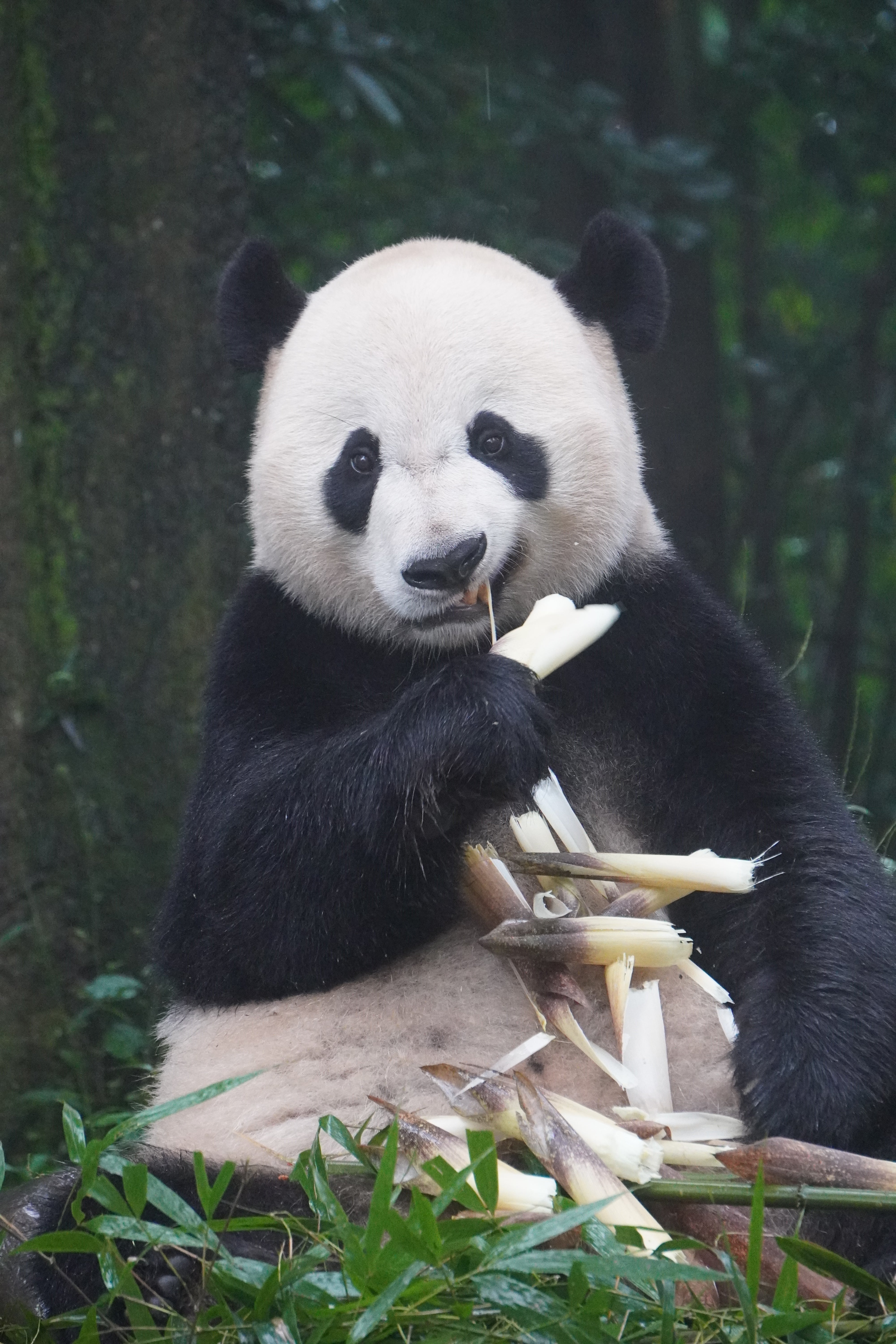 5-day Panda and Jiuzhaigou Tour