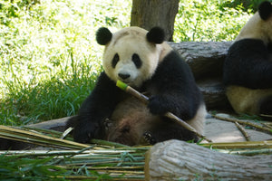 Chengdu to Jiuzhaigou Scenic Area Huanglong Classic 4-day Tour with Experienced Local Driver Tickets Hotels