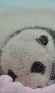 9-day Tour Explore Wildlife and the Panda Habitat in China