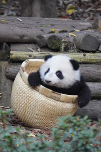 1-Day Tour to Chengdu Panda Base, People's Park and Kuanzhai Alley