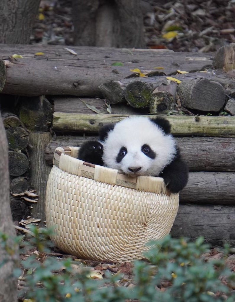 Half-day Chengdu Panda Base Tour