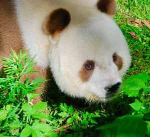 3-day Xi'an Extension Tour of Meeting Overseas Returnee Panda, Mei Xiang