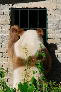 3-day Xi'an Extension Tour of Meeting Overseas Returnee Panda, Mei Xiang