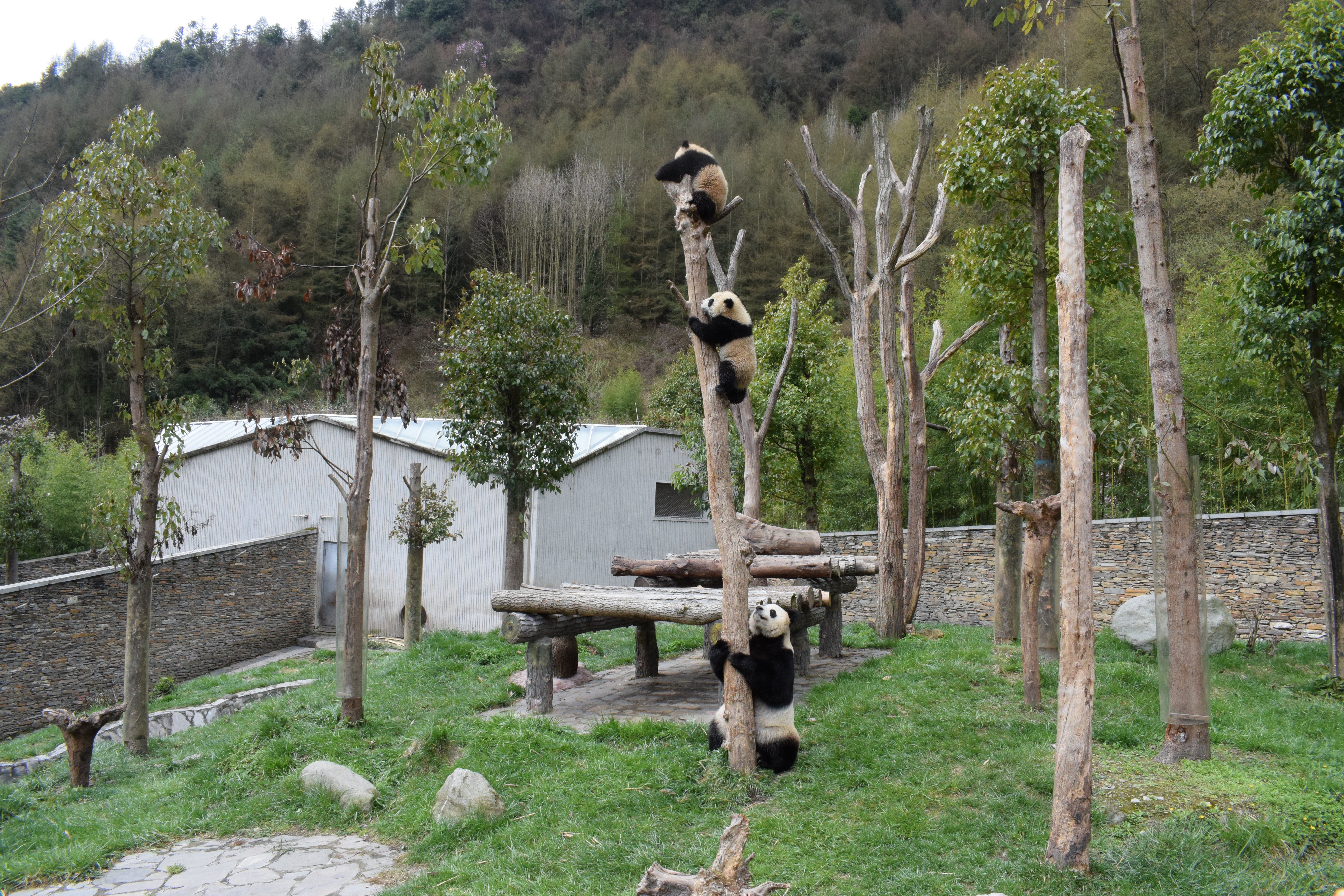 2-day Wolong Panda Base and Mt. Siguniang Tour
