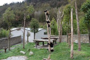 2-day Wolong Panda Base and Mt. Siguniang Tour