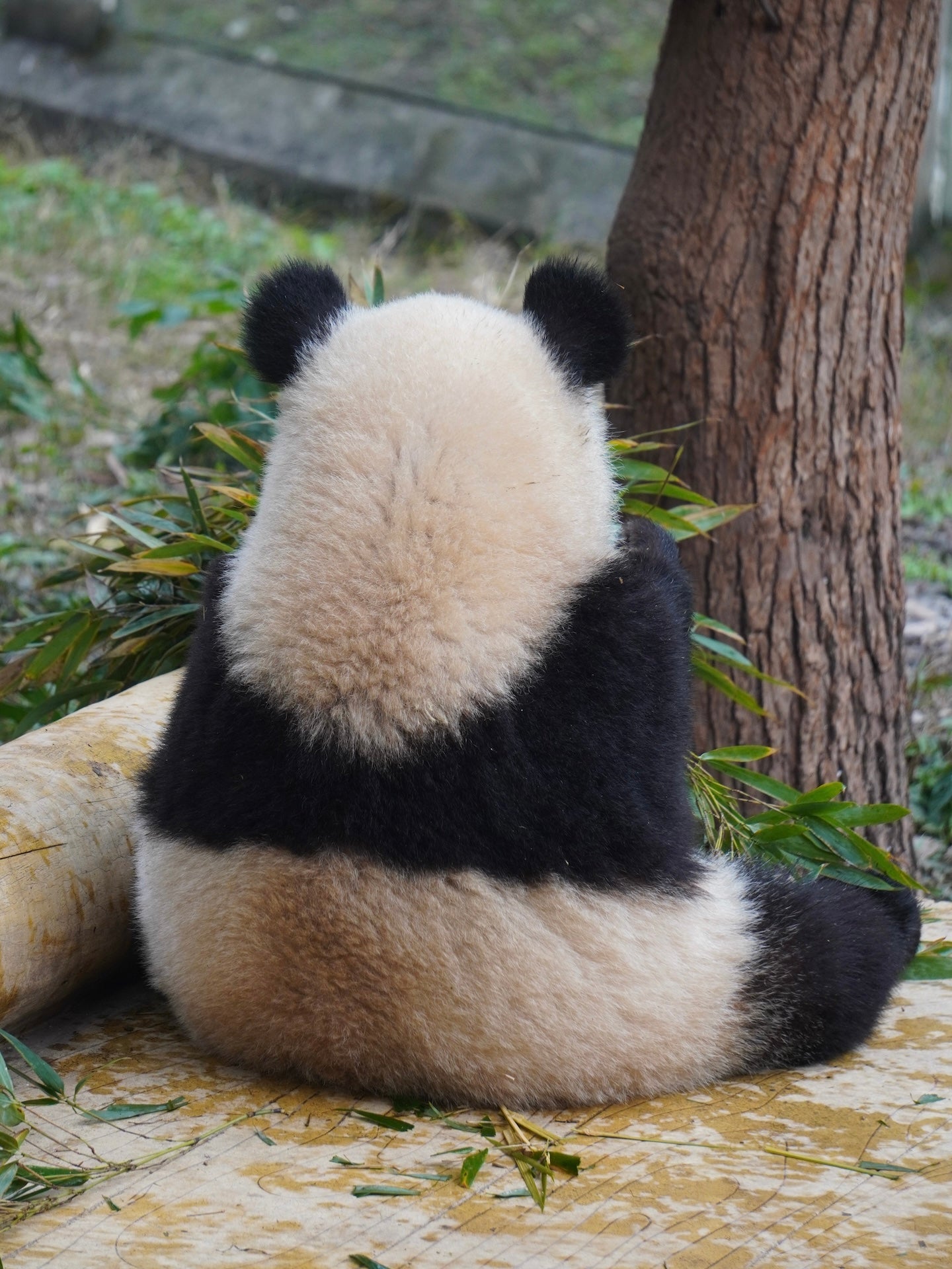 9-day Tour Explore Wildlife and the Panda Habitat in China