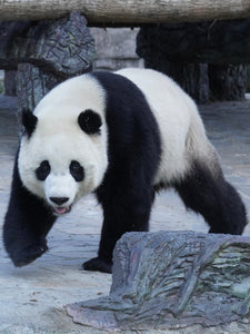 16-day XiangTian Panda Tour