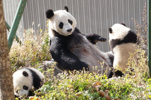 16-day XiangTian Panda Tour
