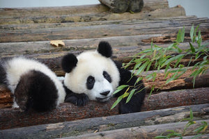 16-day XiangTian Panda Tour