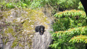 9-day Tour Explore Wildlife and the Panda Habitat in China