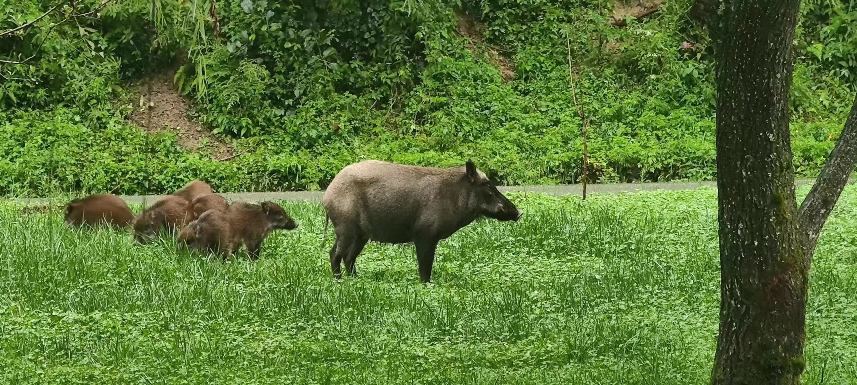 9-day Tour Explore Wildlife and the Panda Habitat in China