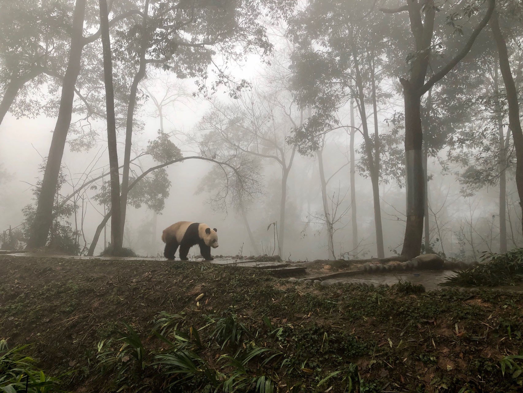 16-day XiangTian Panda Tour