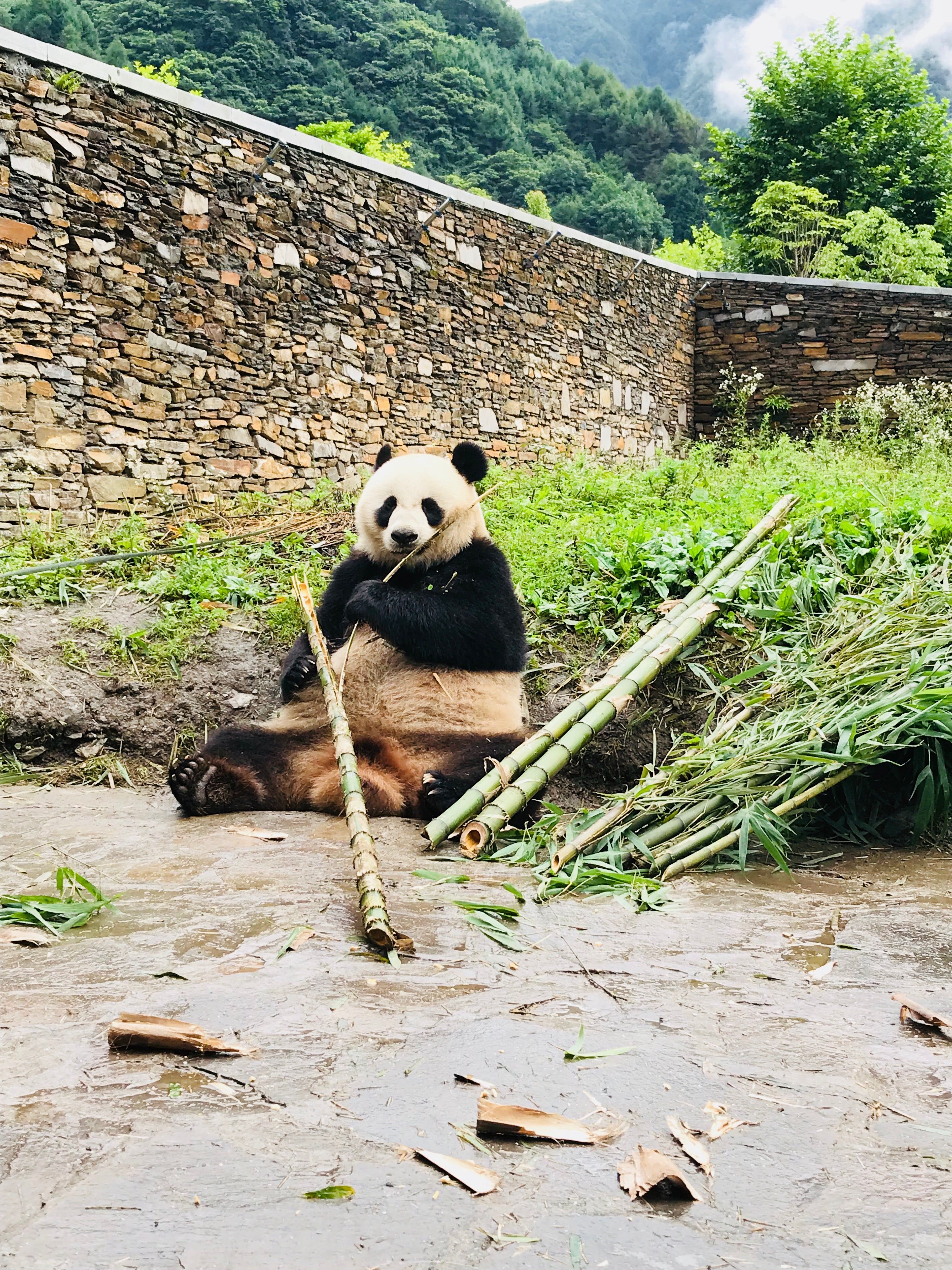 Wolong Panda Base Private Day Tour Volunteering