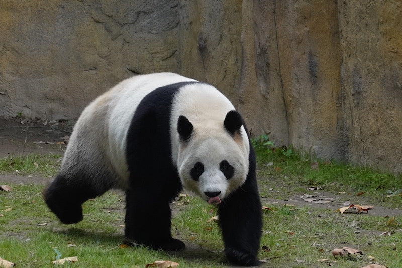 バーチャルツアー：アルビンと一緒にパンダに会いに旅しよう