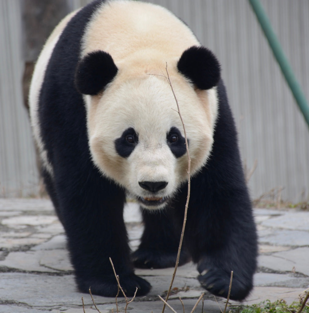 バーチャルツアー：アルビンと一緒にパンダに会いに旅しよう