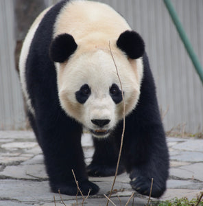 Virtual Tour: Travel with Alvin to Visit PANDAS