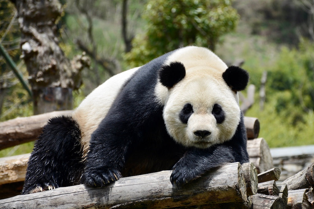 Virtual Tour: Travel with Alvin to Visit PANDAS