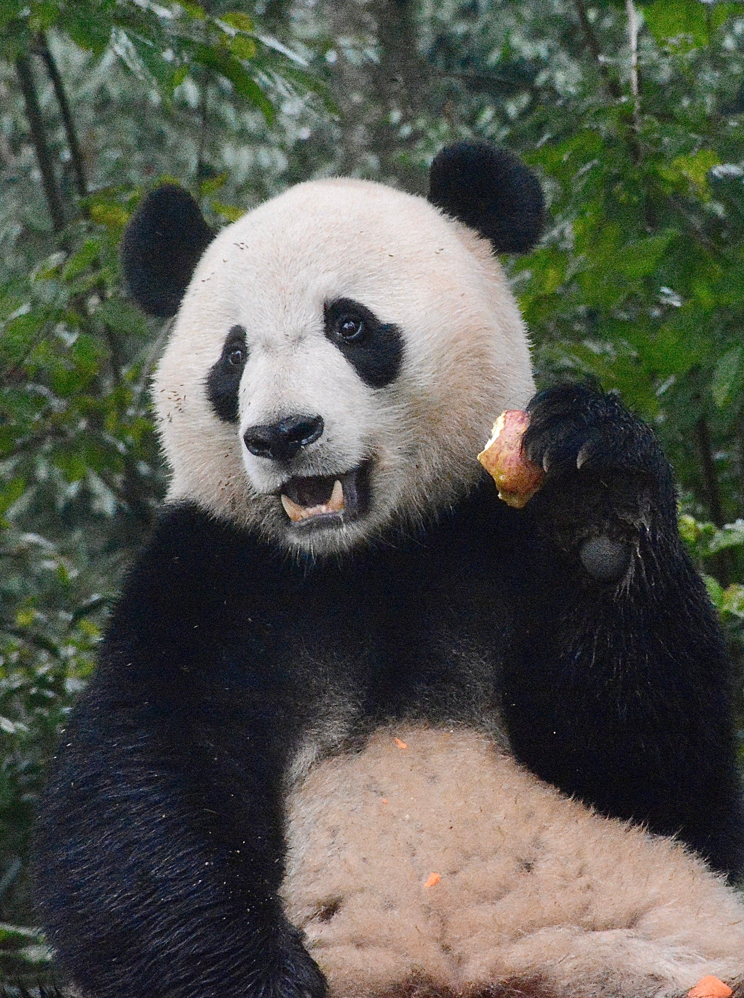 Virtual Tour: Travel with Alvin to Visit PANDAS