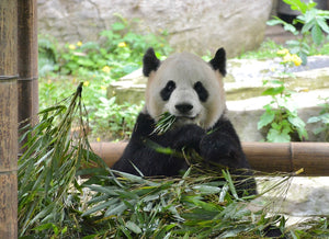 Virtual Tour: Travel with Alvin to Visit PANDAS